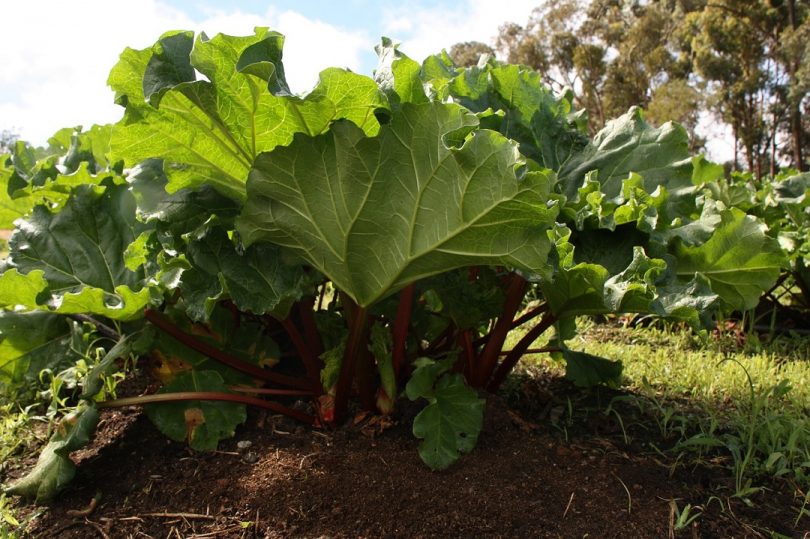 La Rhubarbe : Plantation Et Récolte