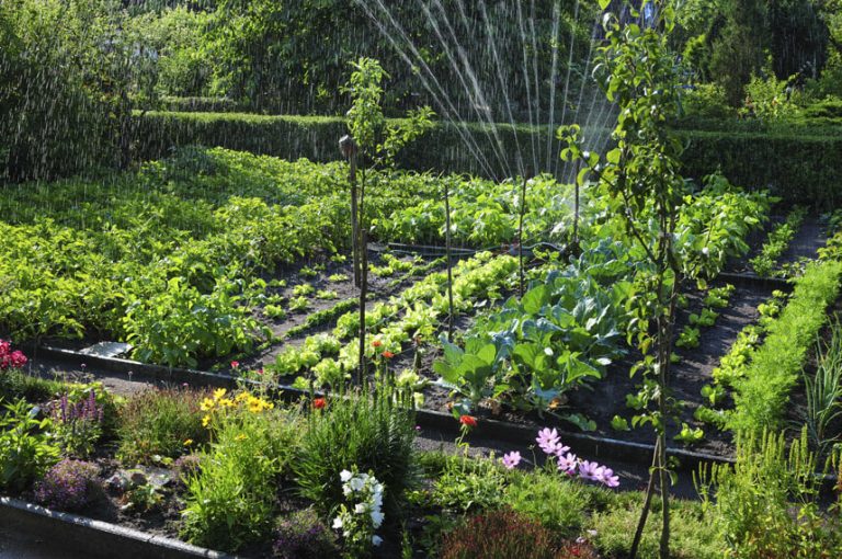 8 Conseils De Jardinage Essentiels Pour Les Débutants