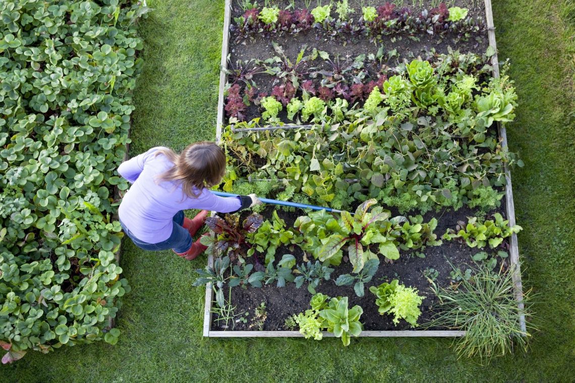 8 Conseils De Jardinage Essentiels Pour Les Débutants