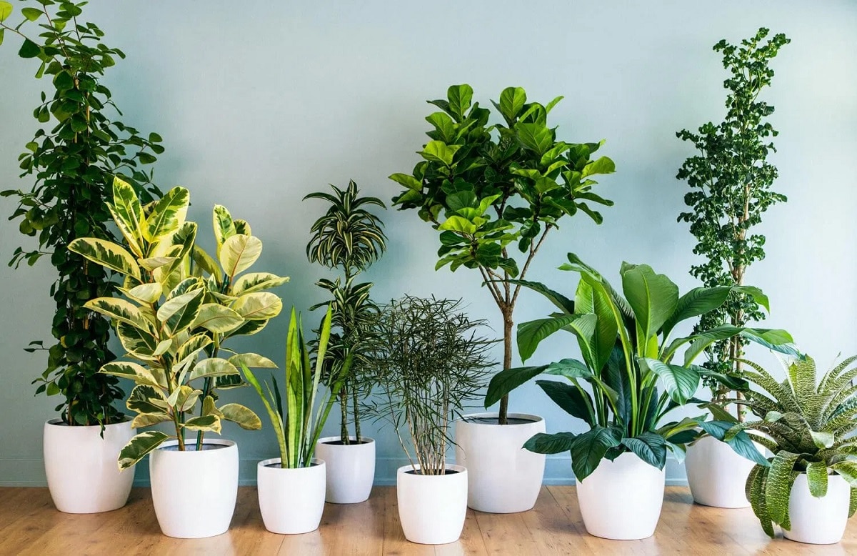 10 plantes d'intérieur qui poussent à l'ombre ou sans lumière