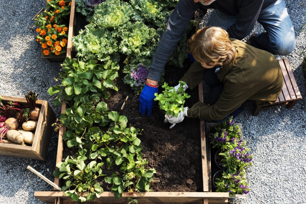 6 avantages à cuisiner végétarien avec les légumes du jardin