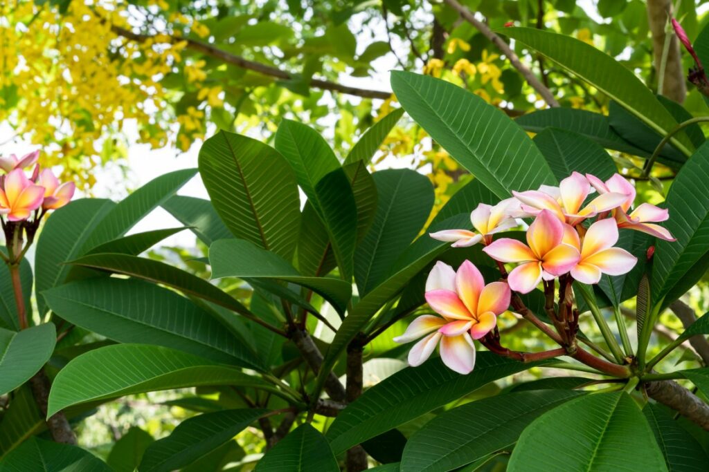 Frangipanier symbolique, plantation, odeur, arrosage