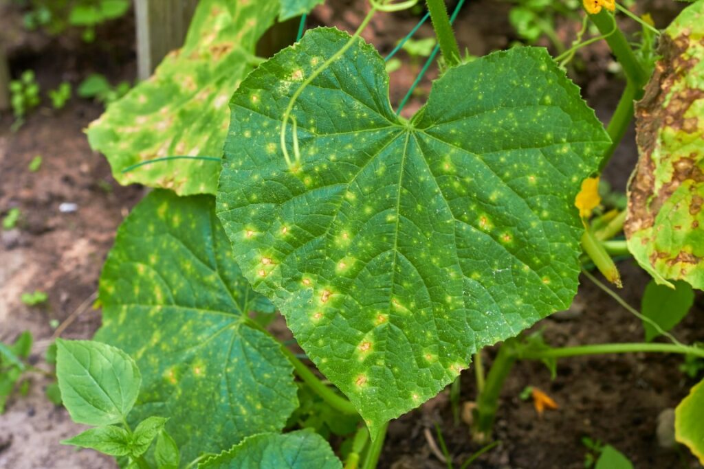 Mildiou comment le reconnaître et s’en débarrasser naturellement 