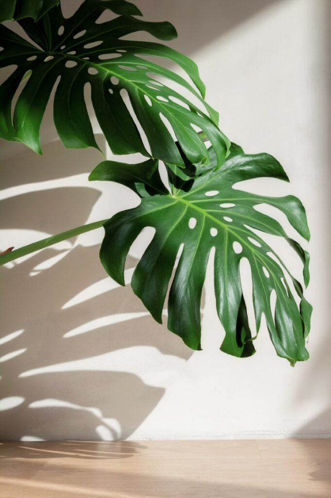 conseils pour l’entretien de sa Monstera