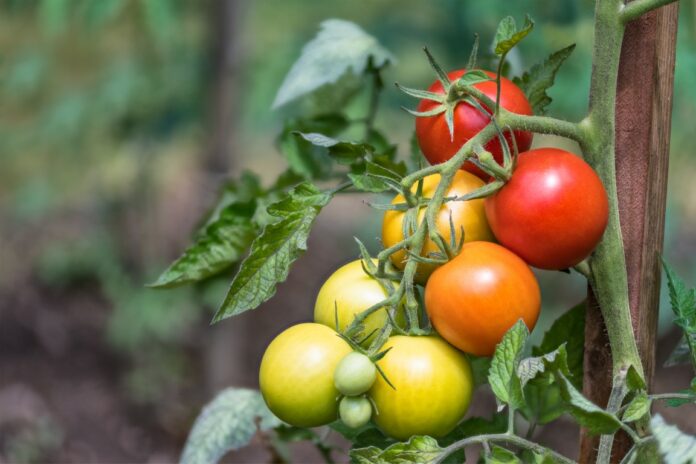 faire murir des tomates