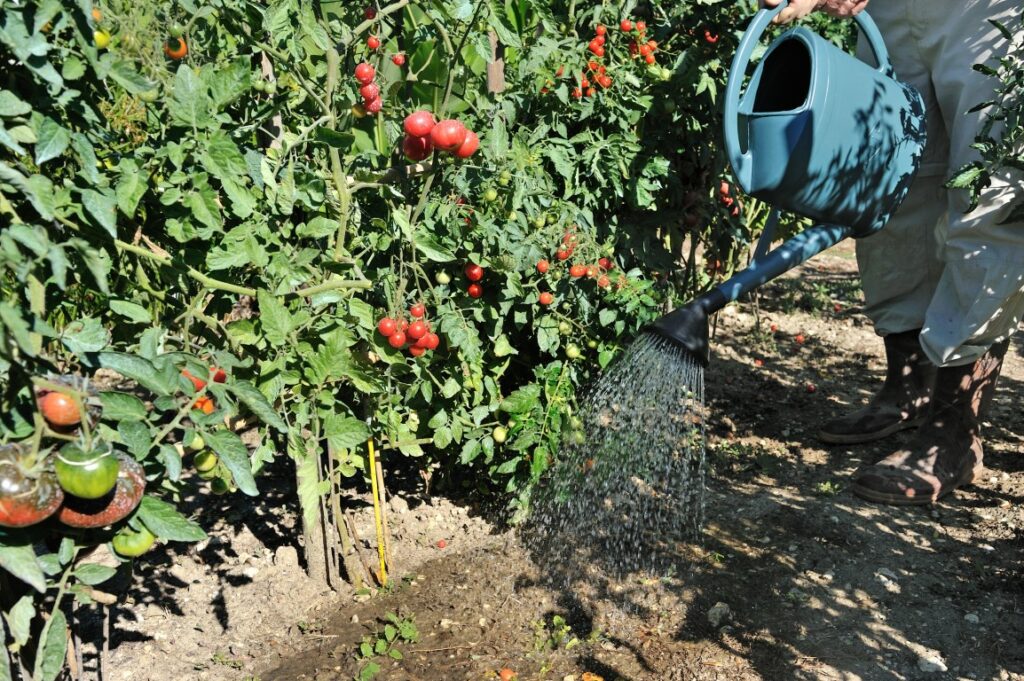 faire murir des tomates 