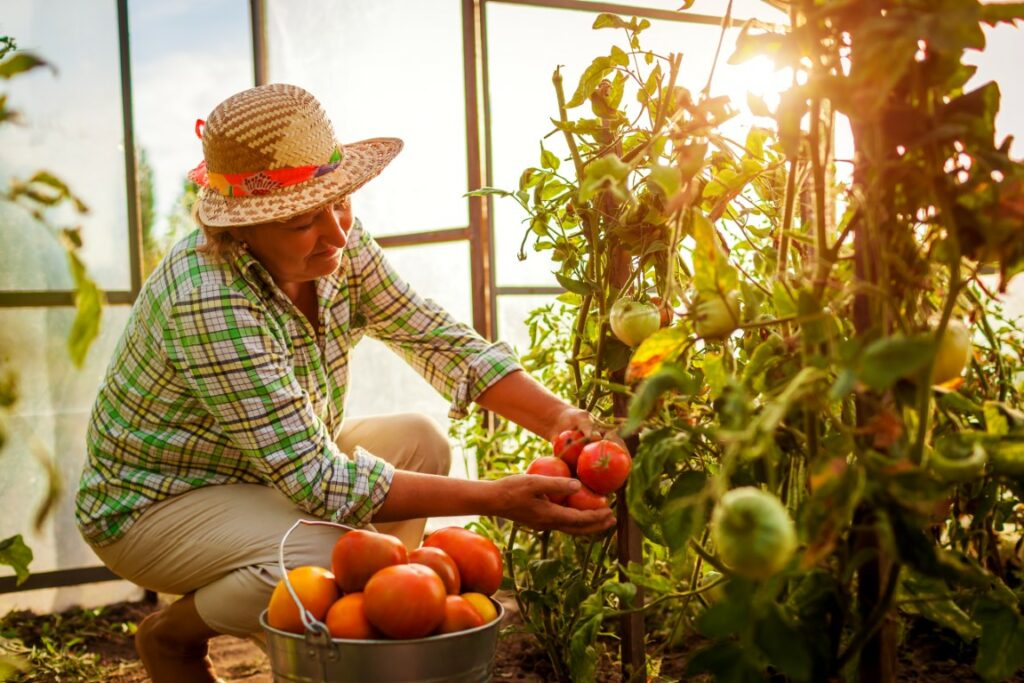 faire murir des tomates 