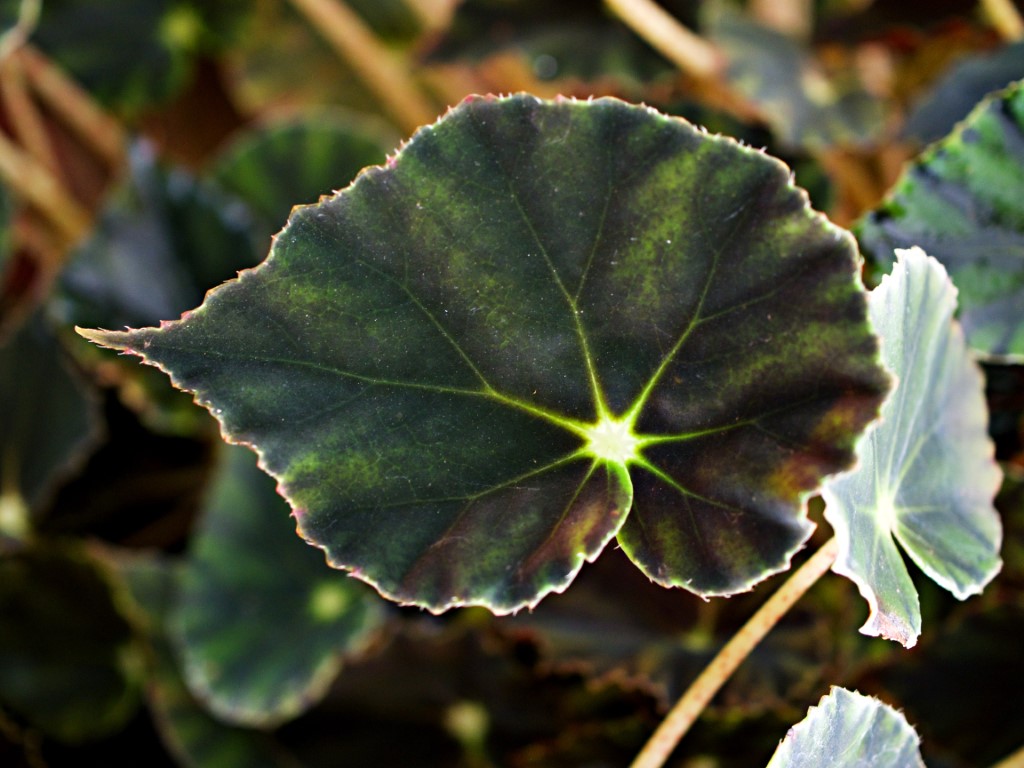 tout savoir du begonia rex