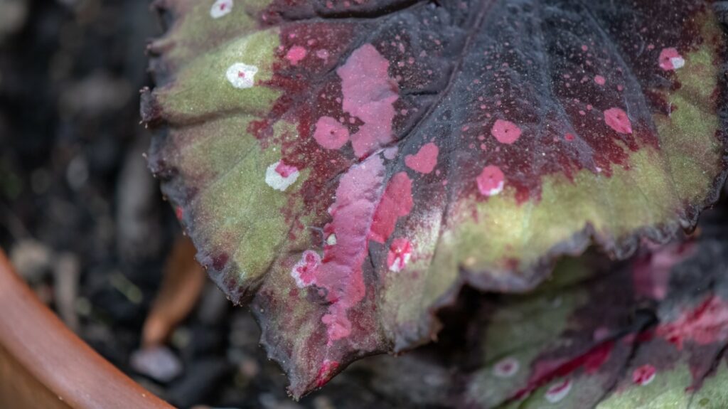 tout savoir du begonia rex