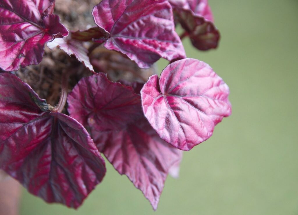 tout savoir du begonia rex