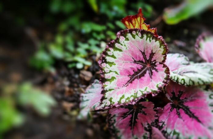 tout savoir du begonia rex