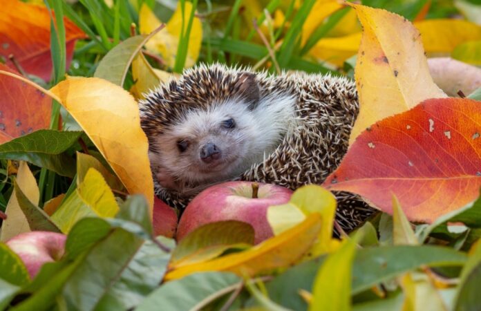 Les signes que des hérissons sont dans notre jardin