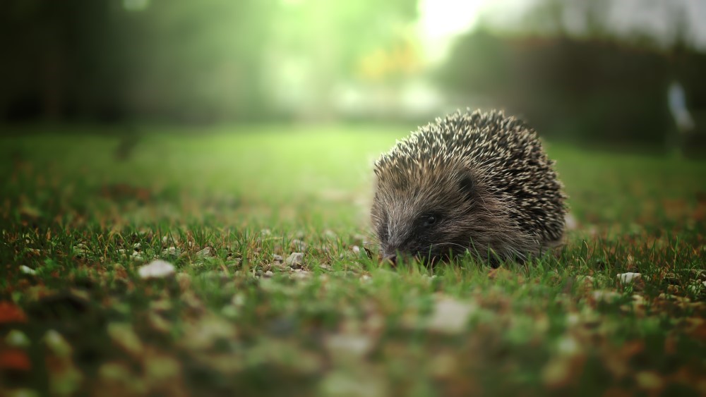 herisson dans jardin prendre soin nourrir