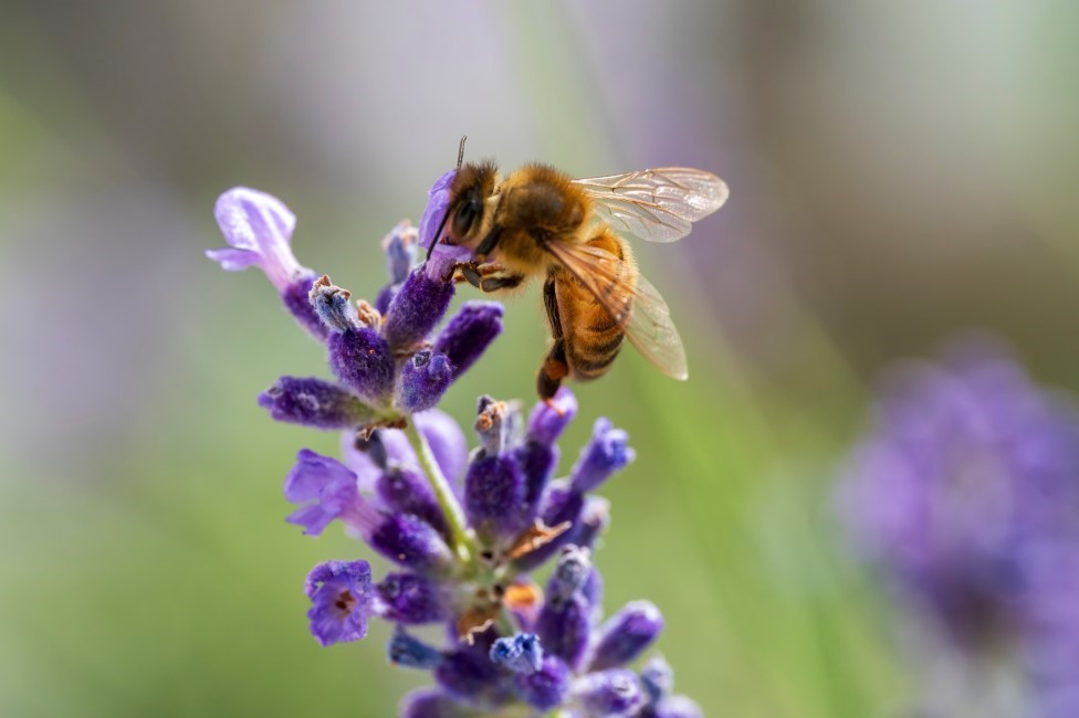 abeille jardin protection